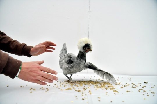 Gaya Ayam Saat Ikut Kontes di Balmoral Show
