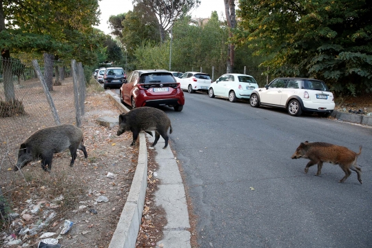 Babi Hutan Kelaparan Berkeliaran di Jalanan Roma