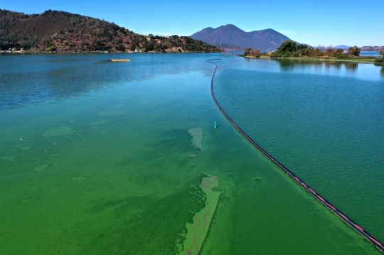Danau Terbesar di California Tertutup Ganggang Berbahaya