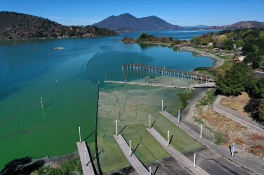 Danau Terbesar di California Tertutup Ganggang Berbahaya