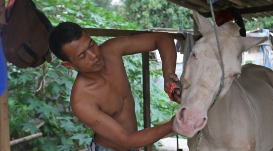 Nasib Kusir Delman yang Berharap Pelonggaran PPKM