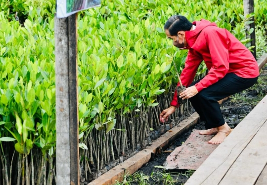 Gaya Jokowi Tanam Mangrove di Bengkalis