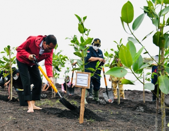 Gaya Jokowi Tanam Mangrove di Bengkalis