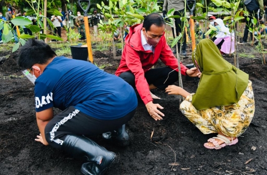 Gaya Jokowi Tanam Mangrove di Bengkalis