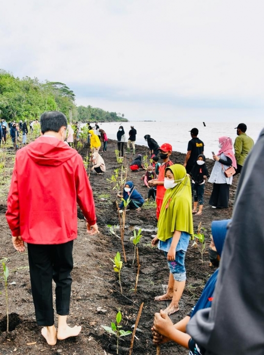 Gaya Jokowi Tanam Mangrove di Bengkalis