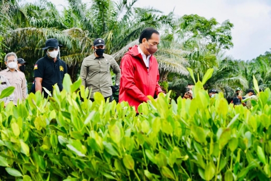 Gaya Jokowi Tanam Mangrove di Bengkalis