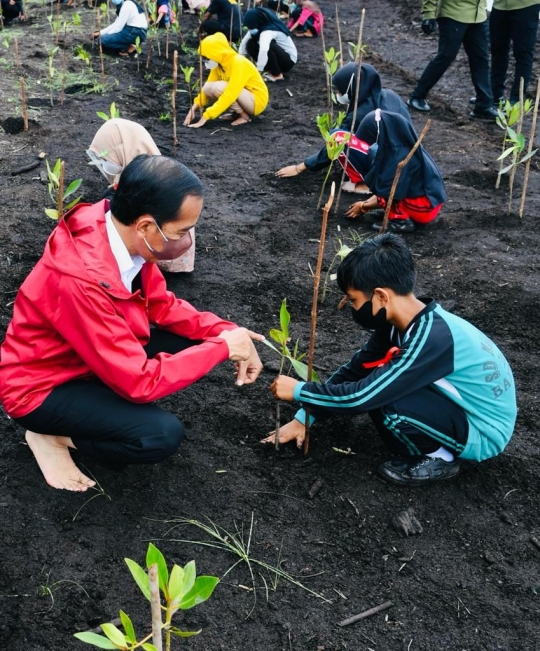 Gaya Jokowi Tanam Mangrove di Bengkalis