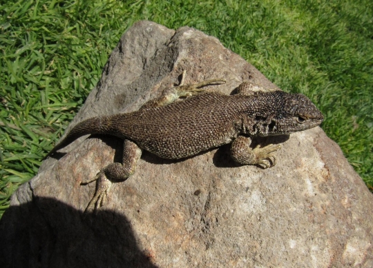 Liolaemus Warjantay, Kadal Spesies Baru di Peru