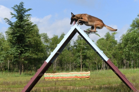 Melihat Latihan Anjing Pendeteksi Covid-19 di Kamboja