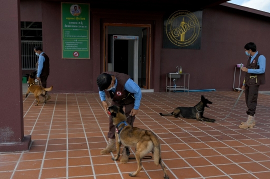 Melihat Latihan Anjing Pendeteksi Covid-19 di Kamboja