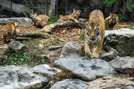 Lima Ekor Harimau Spesies Langka Lahir di Korea Selatan