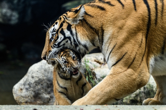 Lima Ekor Harimau Spesies Langka Lahir di Korea Selatan