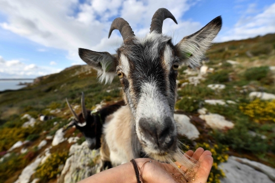 Kambing Gunung Irlandia Dikerahkan untuk Atasi Kebakaran Hutan