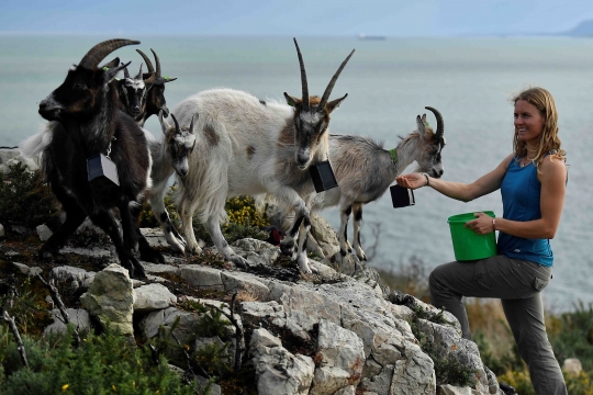 Kambing Gunung Irlandia Dikerahkan untuk Atasi Kebakaran Hutan