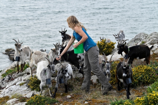 Kambing Gunung Irlandia Dikerahkan untuk Atasi Kebakaran Hutan