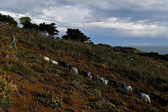 Kambing Gunung Irlandia Dikerahkan untuk Atasi Kebakaran Hutan