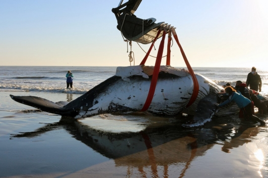 Aksi Penyelamatan Paus Bungkuk Terdampar di Pantai Argentina