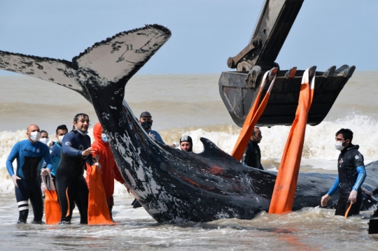 Aksi Penyelamatan Paus Bungkuk Terdampar di Pantai Argentina