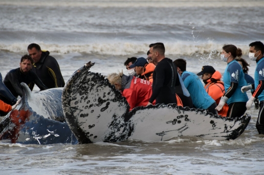 Aksi Penyelamatan Paus Bungkuk Terdampar di Pantai Argentina