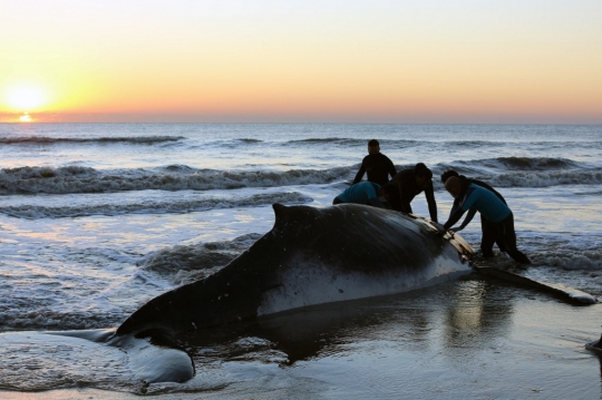 Aksi Penyelamatan Paus Bungkuk Terdampar di Pantai Argentina