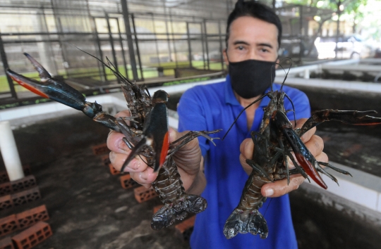 Permintaan Lobster Air Tawar Tetap Stabil di Masa Pandemi