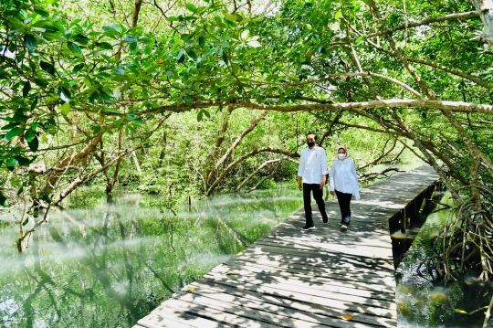 Jokowi dan Iriana Susuri Hutan Mangrove di Bali