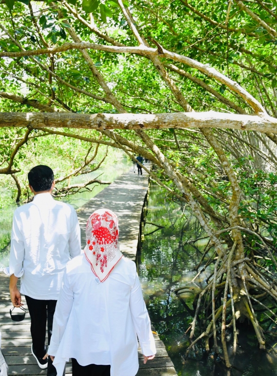 Jokowi dan Iriana Susuri Hutan Mangrove di Bali