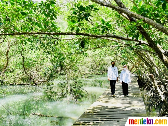 Foto : Jokowi Dan Iriana Susuri Hutan Mangrove Di Bali | Merdeka.com