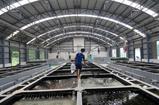 Melihat Pusat Budidaya Ikan Koi dan Maskoki Milik KKP