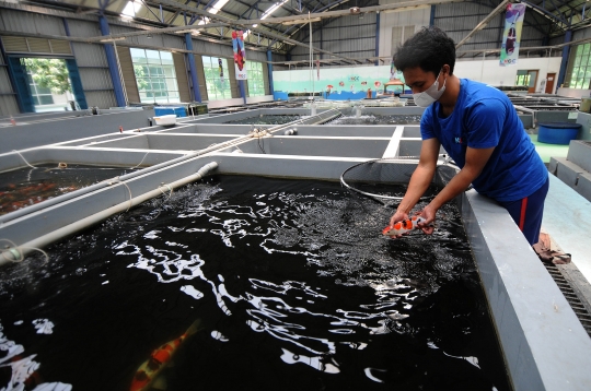 Melihat Pusat Budidaya Ikan Koi dan Maskoki Milik KKP