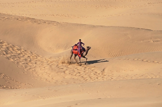 Unta-Unta di Gurun Thar India Menanti Turis