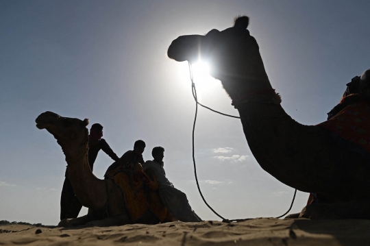 Unta-Unta di Gurun Thar India Menanti Turis