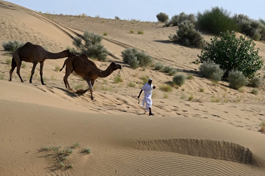 Unta-Unta di Gurun Thar India Menanti Turis