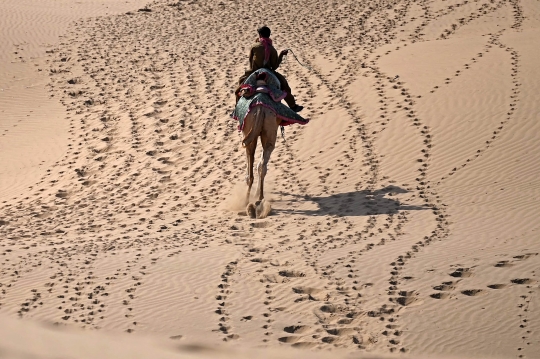 Unta-Unta di Gurun Thar India Menanti Turis