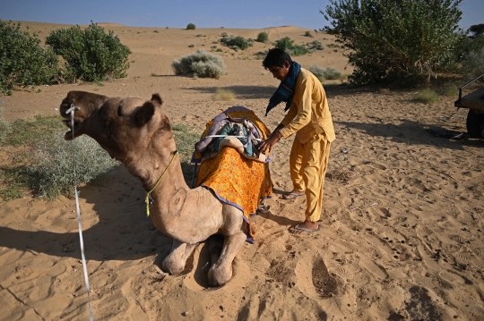Unta-Unta di Gurun Thar India Menanti Turis