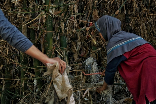 Aksi Membersihkan Pohon dari Jerat Sampah Plastik