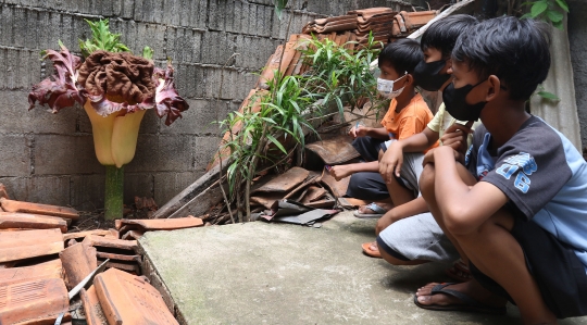 Penampakan Bunga Bangkai Tumbuh di Pekarangan Warga Cipete