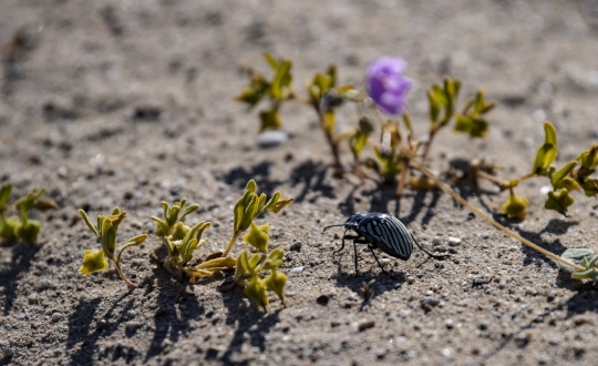 Fenomena Gurun Berbunga di Chile