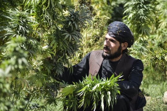 Geliat Perkebunan Ganja di Afghanistan