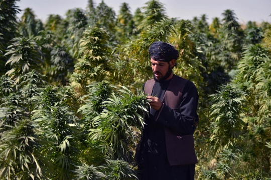 Geliat Perkebunan Ganja di Afghanistan