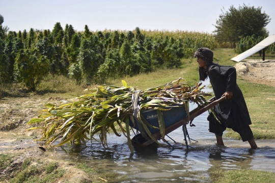 Geliat Perkebunan Ganja di Afghanistan