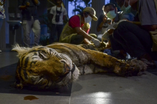 Kondisi Harimau Sumatera yang Mati Terkena Jerat di Riau