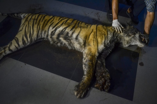 Kondisi Harimau Sumatera yang Mati Terkena Jerat di Riau