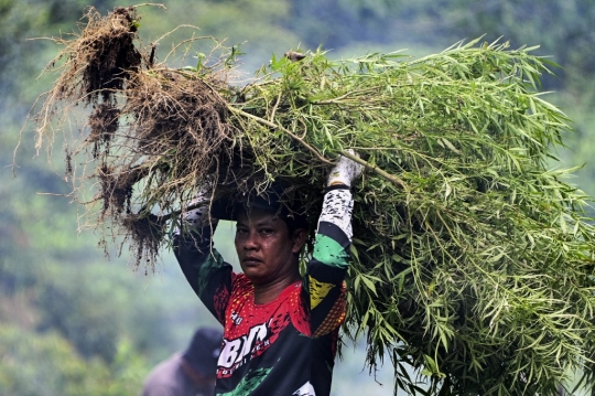 BNN Kembali Musnahkan Kebun Ganja di Aceh