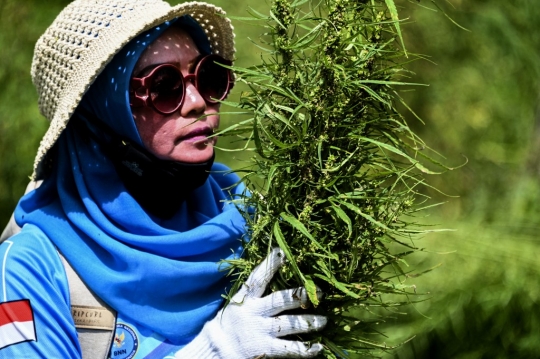 BNN Kembali Musnahkan Kebun Ganja di Aceh