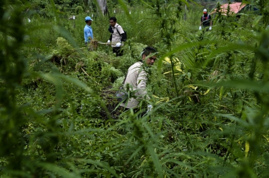 BNN Kembali Musnahkan Kebun Ganja di Aceh