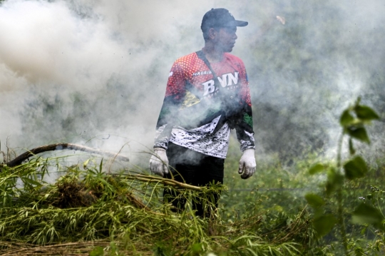 BNN Kembali Musnahkan Kebun Ganja di Aceh