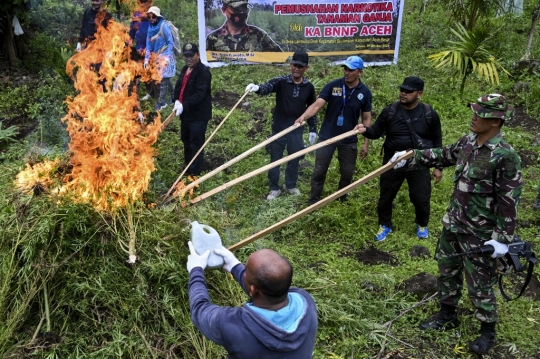 BNN Kembali Musnahkan Kebun Ganja di Aceh