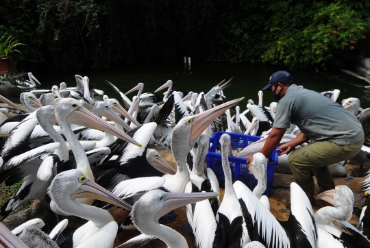 Mulai Hari Ini Taman Margasatwa Ragunan Kembali Dibuka