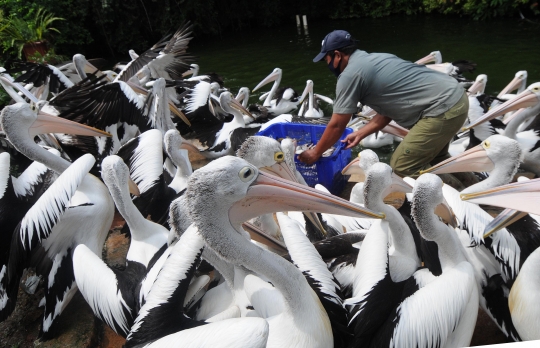 Mulai Hari Ini Taman Margasatwa Ragunan Kembali Dibuka